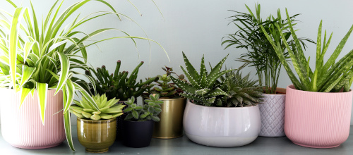 Regał na rośliny w mieszkaniu